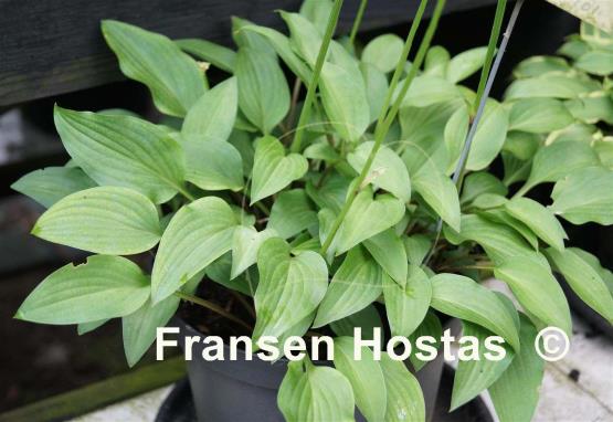 Hosta venusta